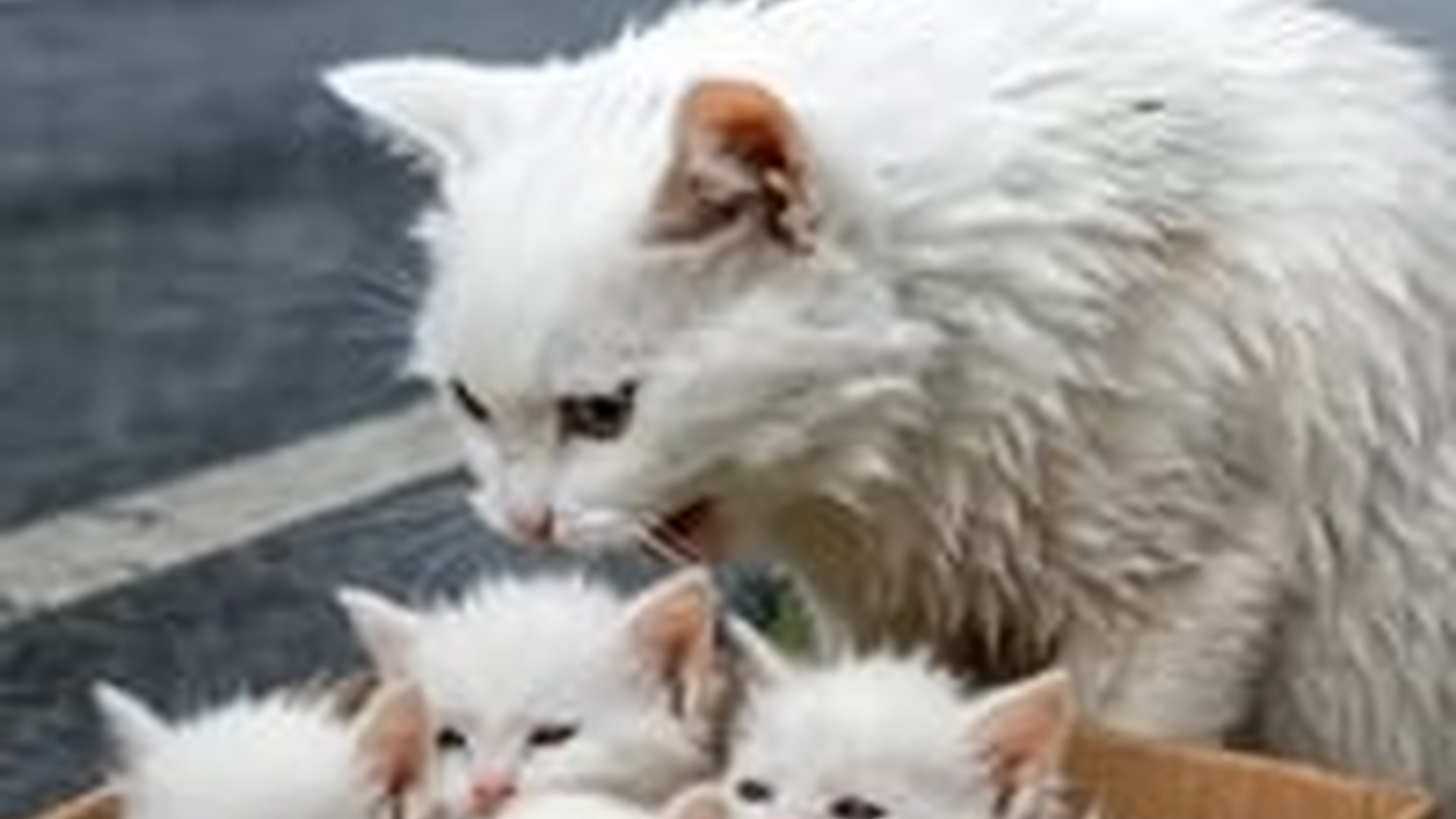 N1805070_This kind man saved cats and kittens from the middle of the road in dangerous rain_part2