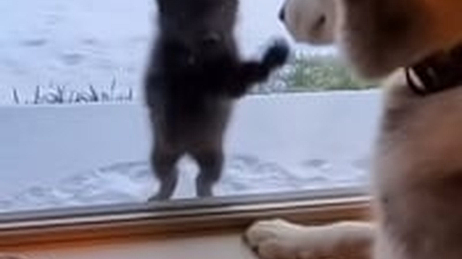 N2005004_A Lonely Starving Pup Begged At Door #wolf #rescue #wholesome #pu
