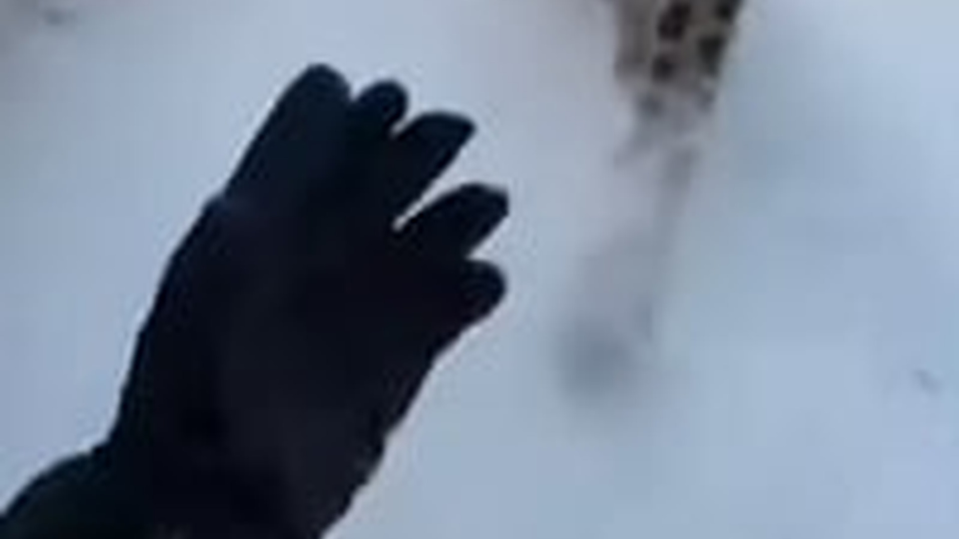 N2005008_A tiny baby wolf was screaming under a snow leopard s teeth #wolf #re