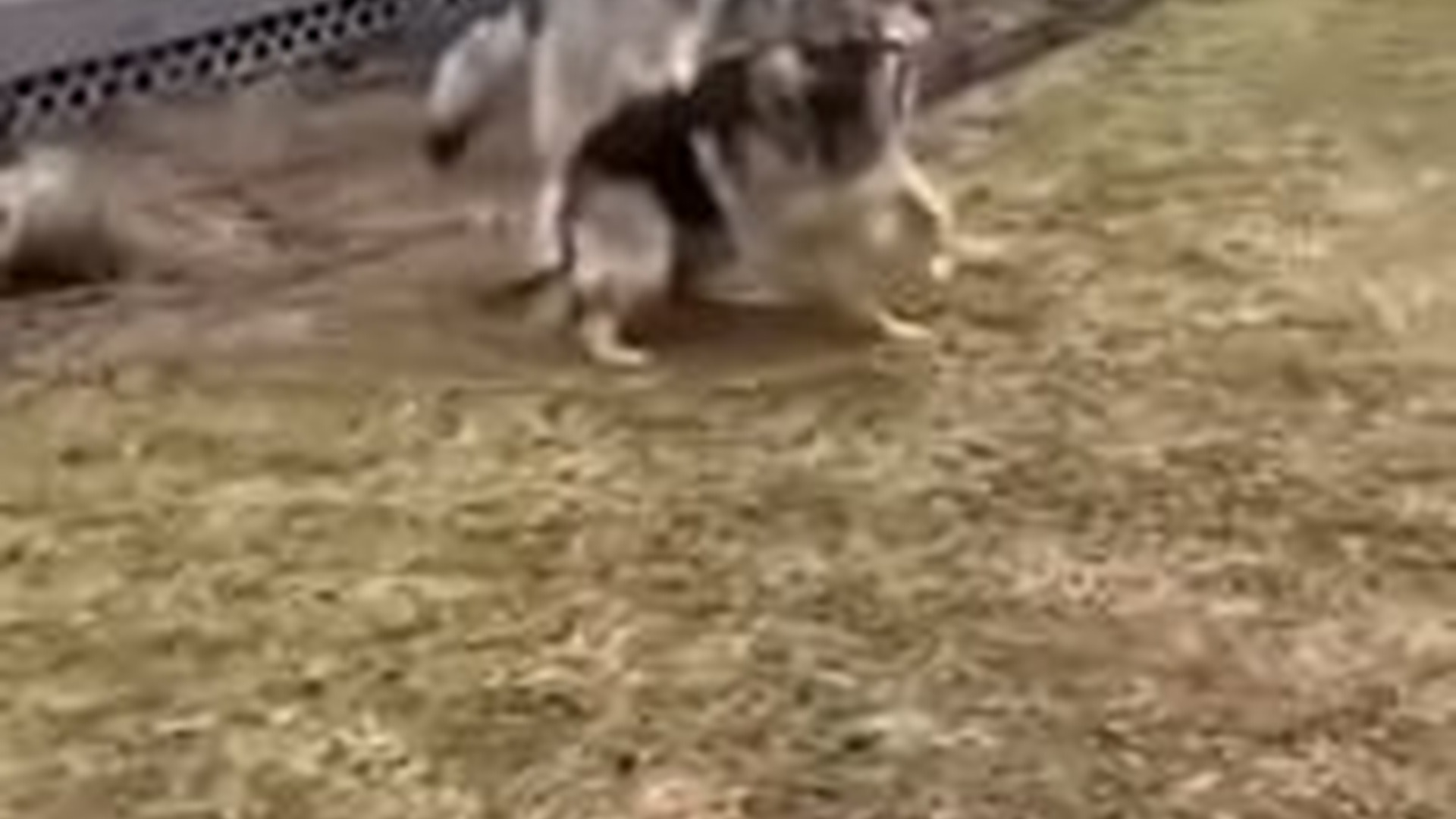 N2005009_A Wolf Attacking On My Dog, Then Happened #rescue #animals