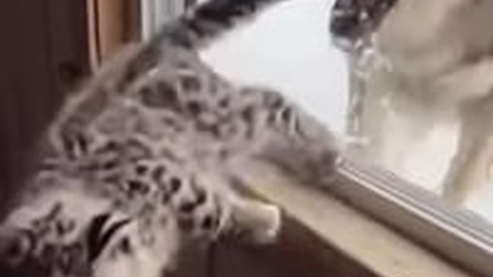 N2005010_A Wolf Came To My House Chasing a Baby Snow Leopard #animals #wholeso