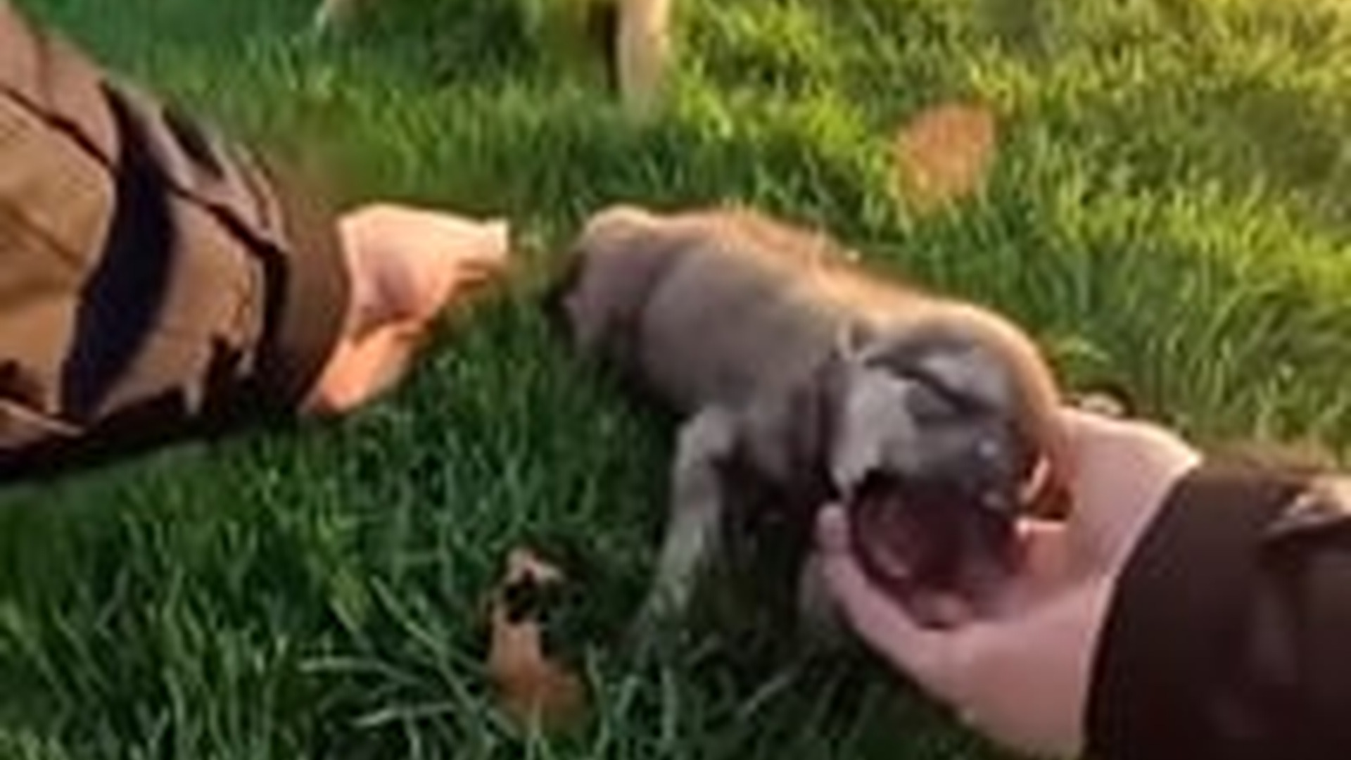 N2005012_A Wolf Throw Her Baby Into My House #wolf #rescue #wholesome #puppy