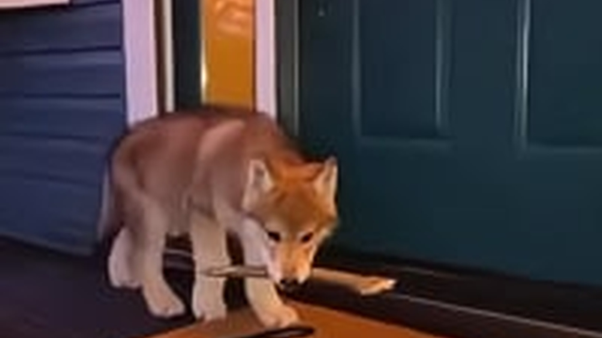 N2005014_Baby Wolf Came To Me Help #wolf #rescue #wholesome #puppy