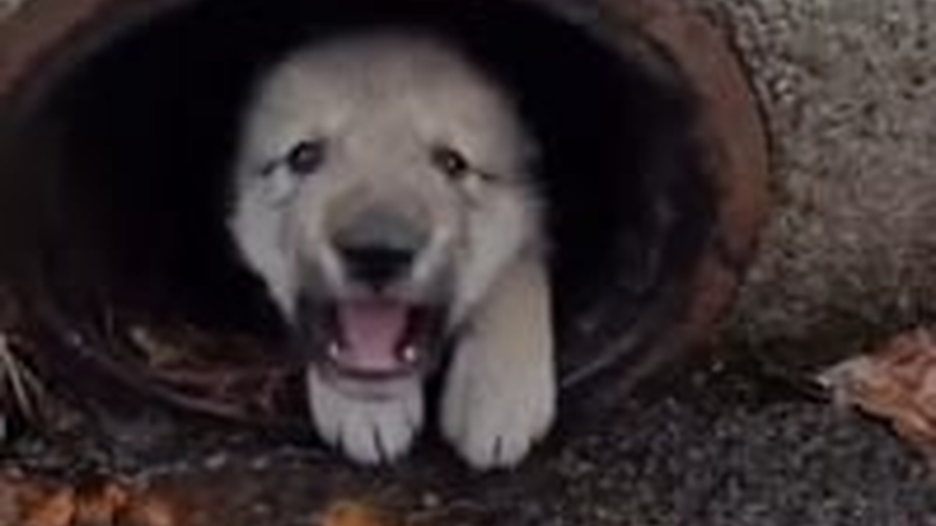 N2005015_Baby Wolf Rescued #wolf #rescue #wholesome #puppy