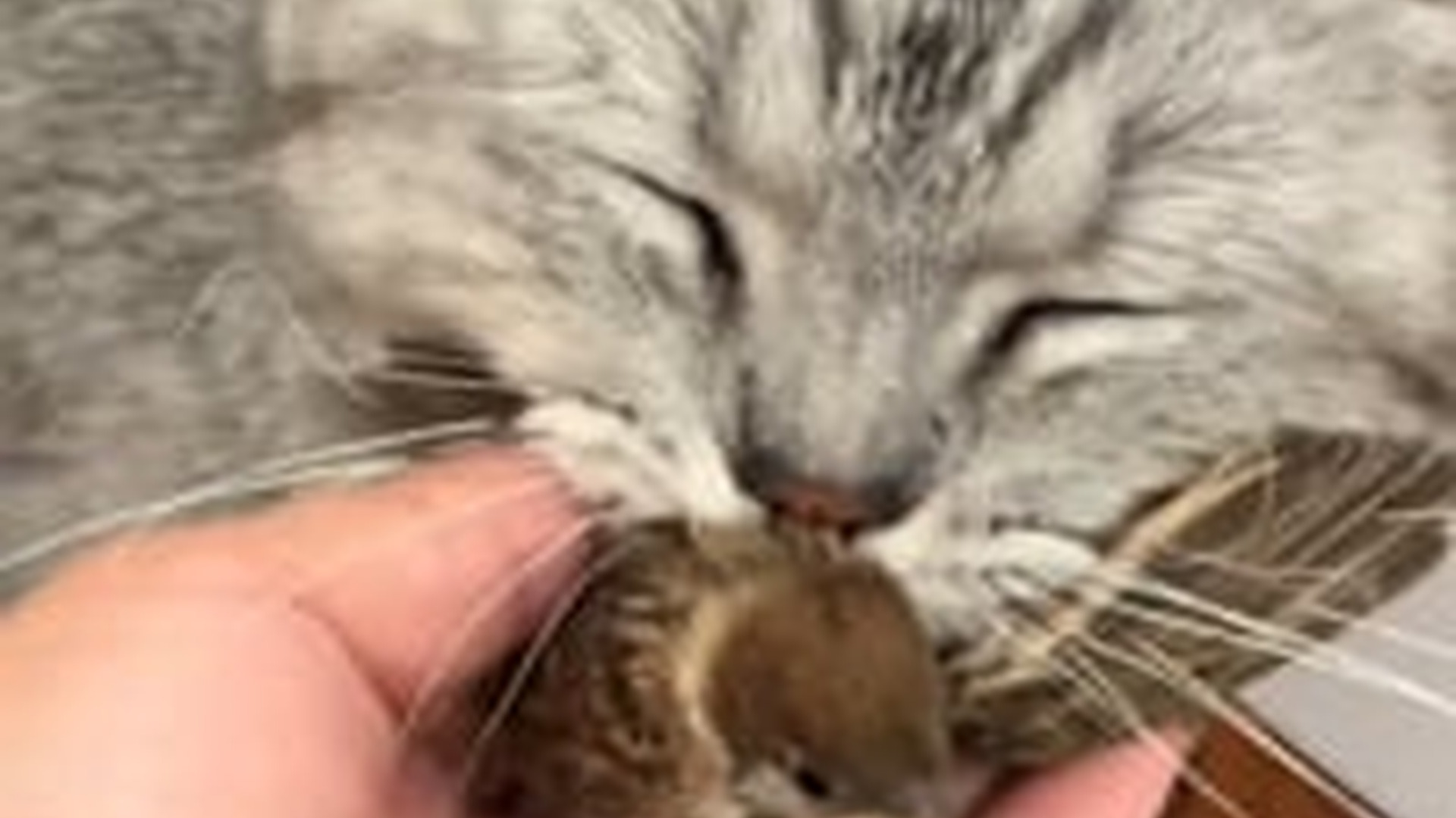 N2205002_My cat brought home a baby bird I adopted it #animals #rescueanim_part2