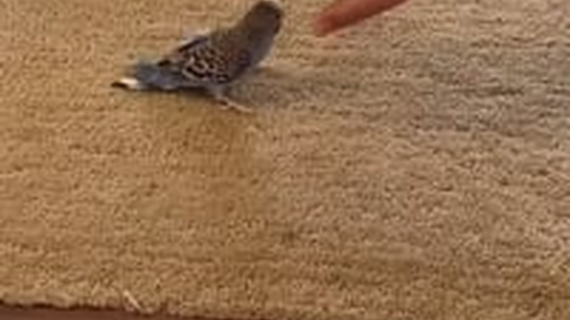 N2205004_I found a stray bird outside my window decided to keep it #animal_part2