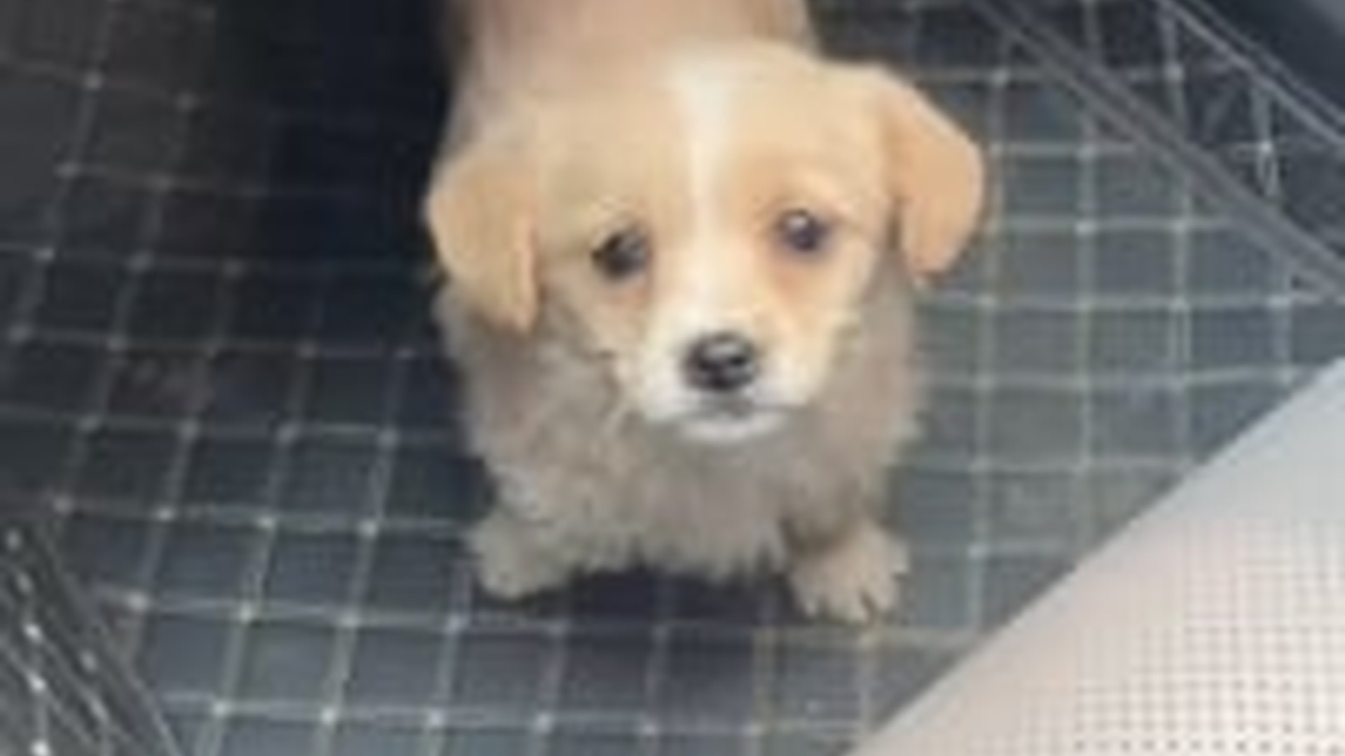 N2205005_I found an abandoned puppy in trash can brought it home #anim_part2
