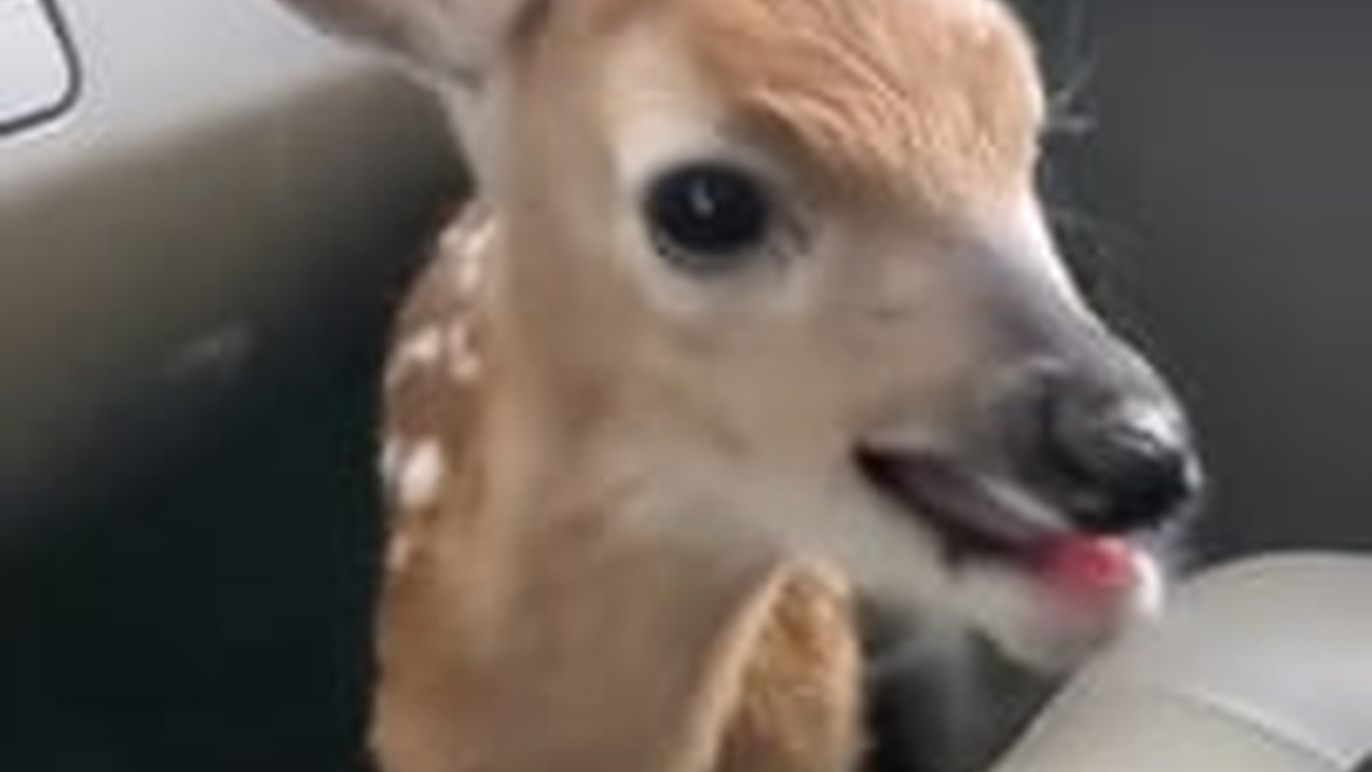 N2205006_baby deer got lost its mother begged me help #anima_part2