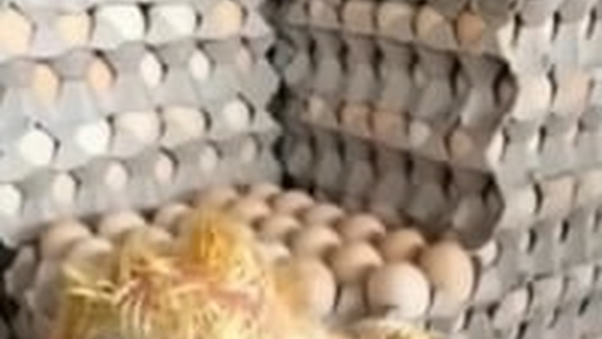N2205007_I rescued a chick trapped in egg tray raised it love #animal_part2