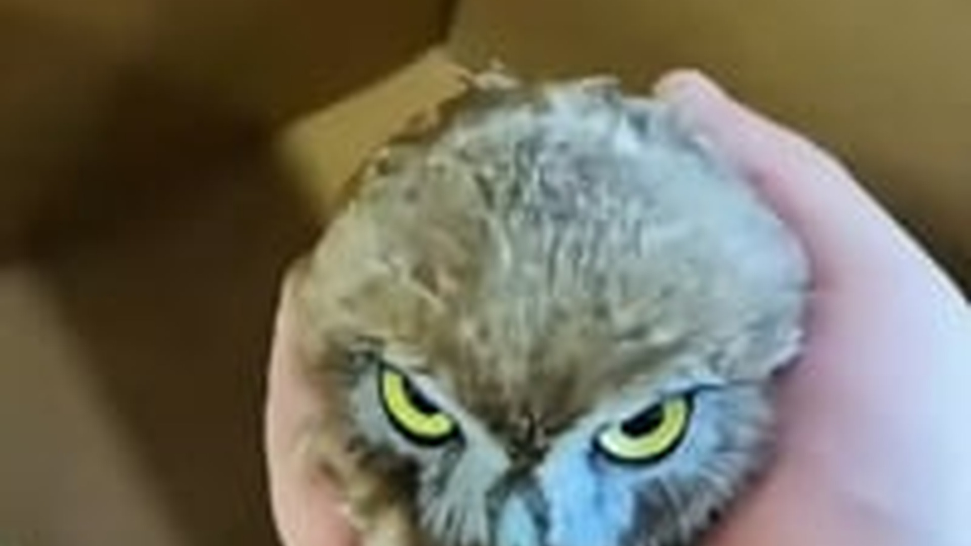 N2205008_I found a little owl blown away by wind I brought it home #an_part2
