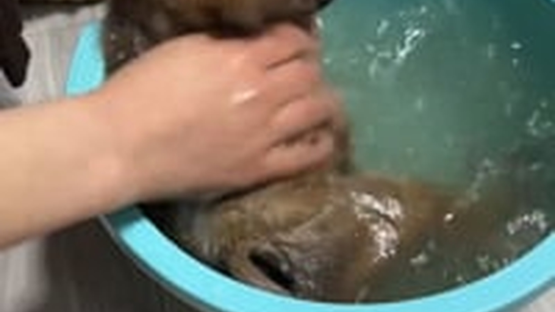 N2205010_Girl found an abandoned puppy in trash can brought it home #a_part2