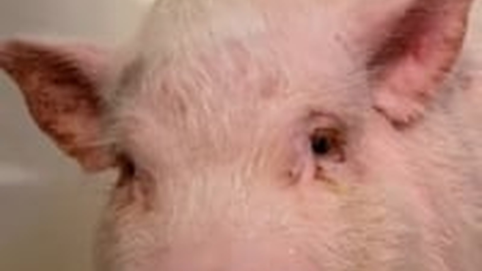 N2205011_Man rescued poor pig fall a truck adopted it love #anim_part2