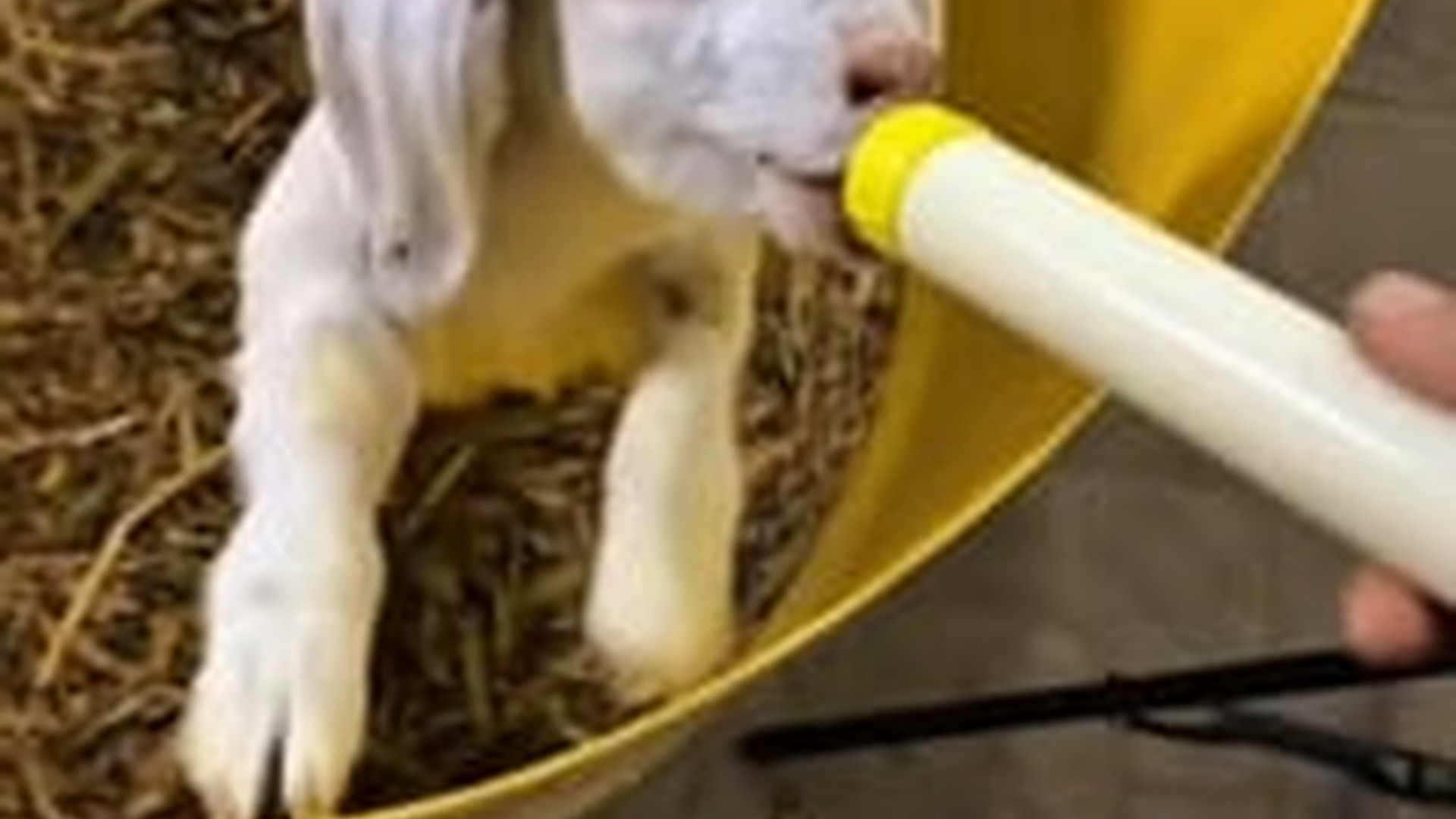 N2205012_Not every mother loves her baby is an example #animals #resc_part2