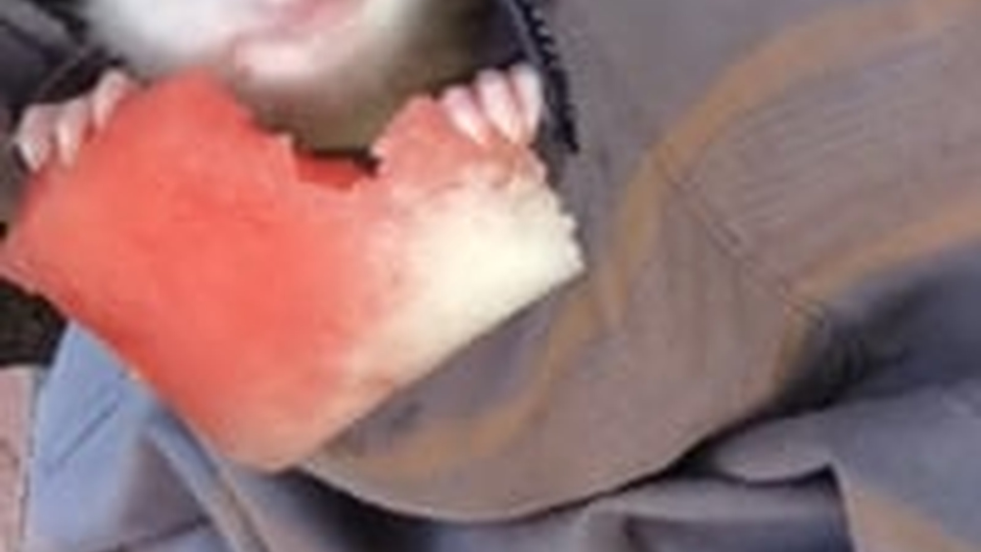 N2205013_I found an abandoned baby opossum in my garden adopted it #animal_part2
