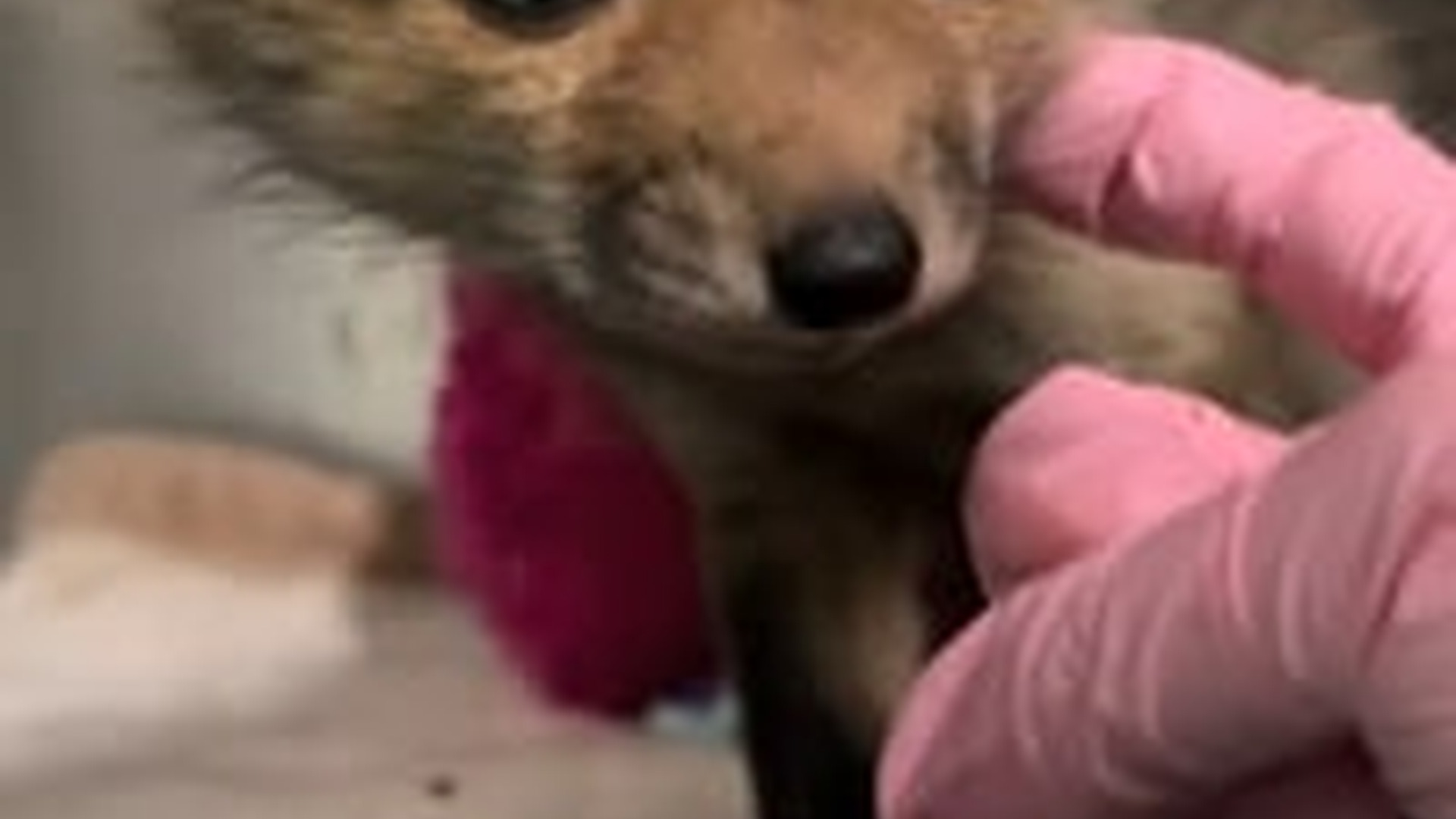 N2205014_I found a lost baby fox on road adopted it love #animals_part2