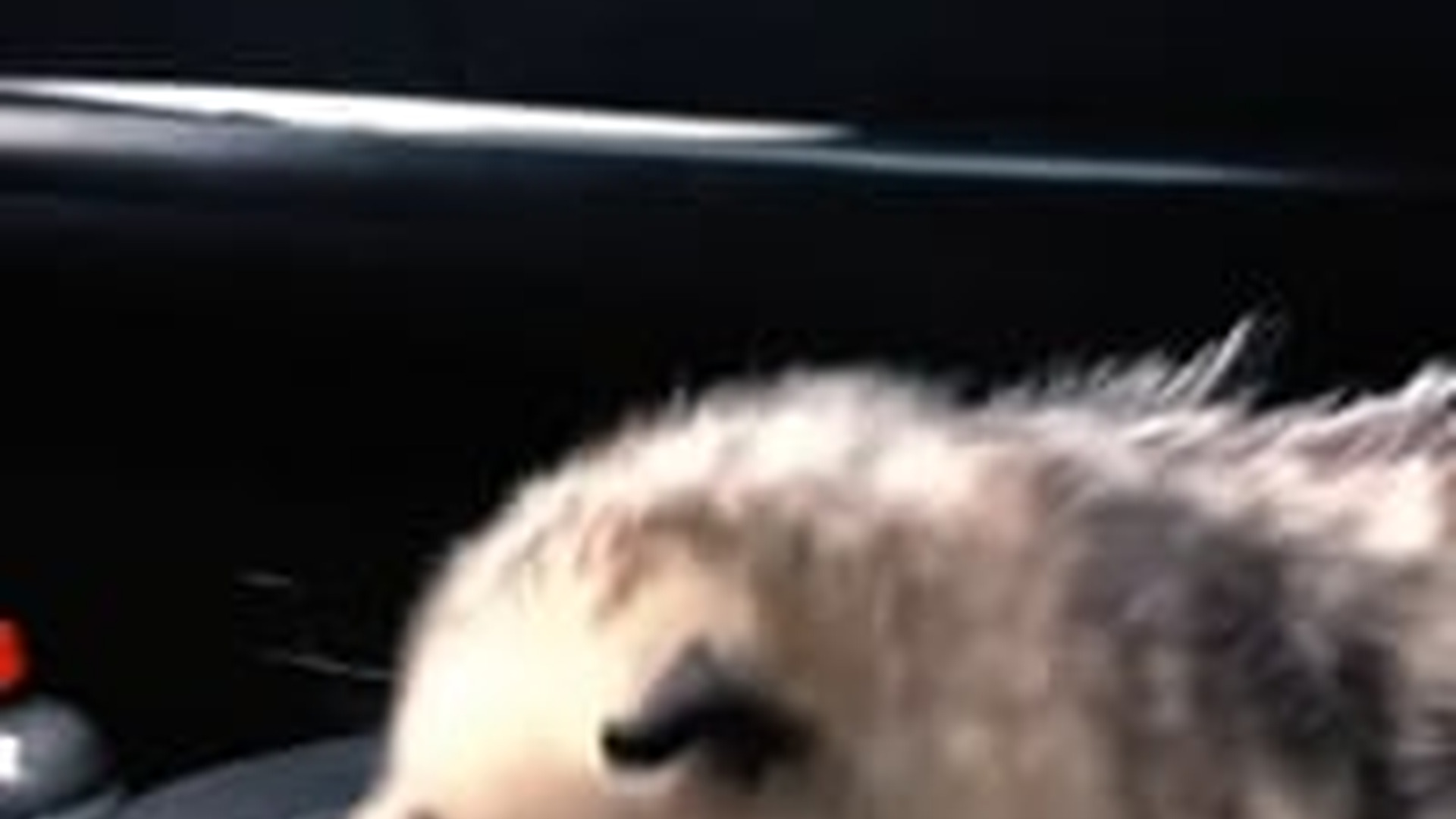N2205017_Girl rescued an opossum stuck on highway brought it home #ani_part2