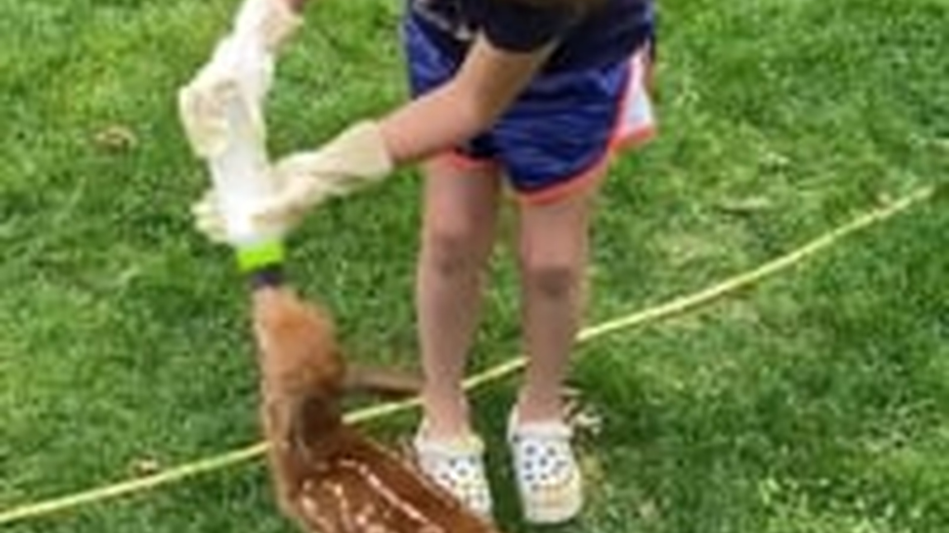 N2205018_My dad rescued a baby deer stuck in fence we adopted it #animals_part2