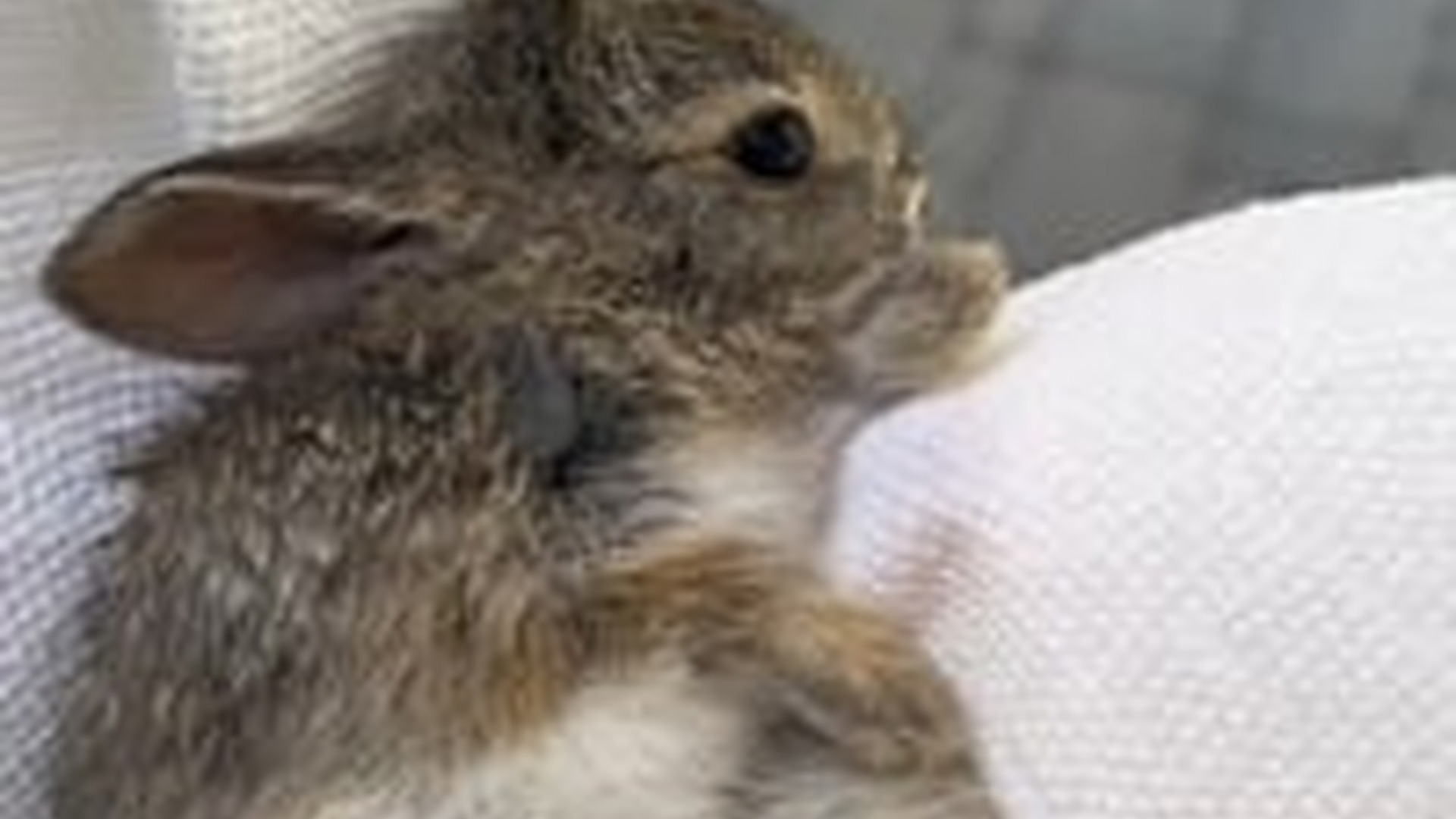 N2205023_I rescued a baby rabbit my cat attack raised it love #a_part2