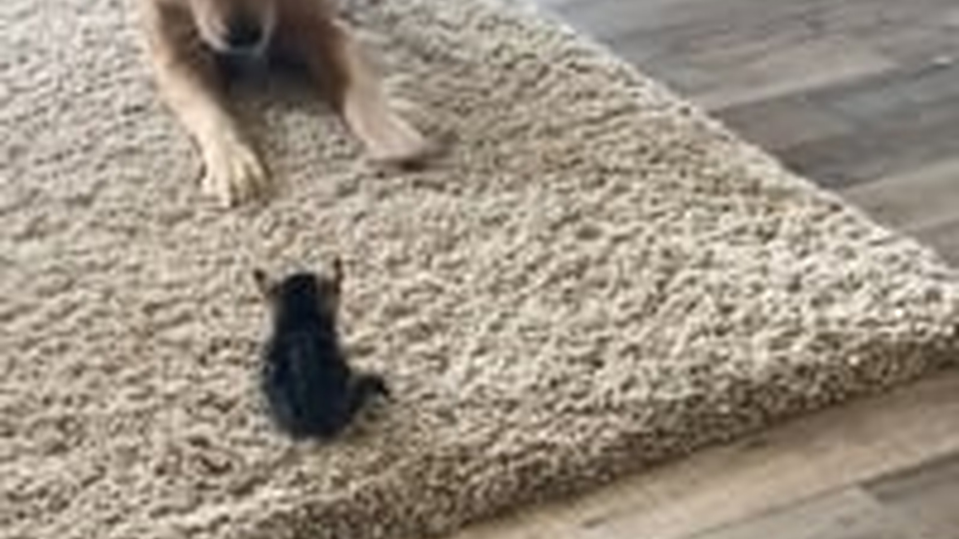 N2205024_My dog became surrogate mother of drowning kitten #animals #resc_part2