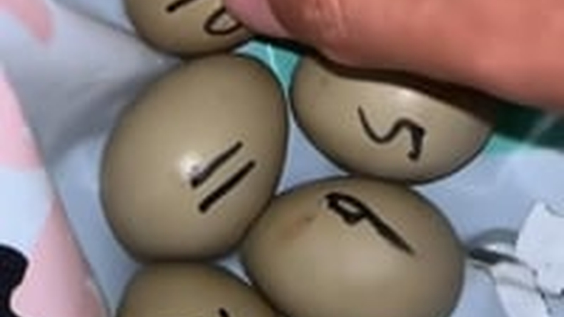 N2205025_famer found a nest of tiny eggs in his field hatched them #a_part2