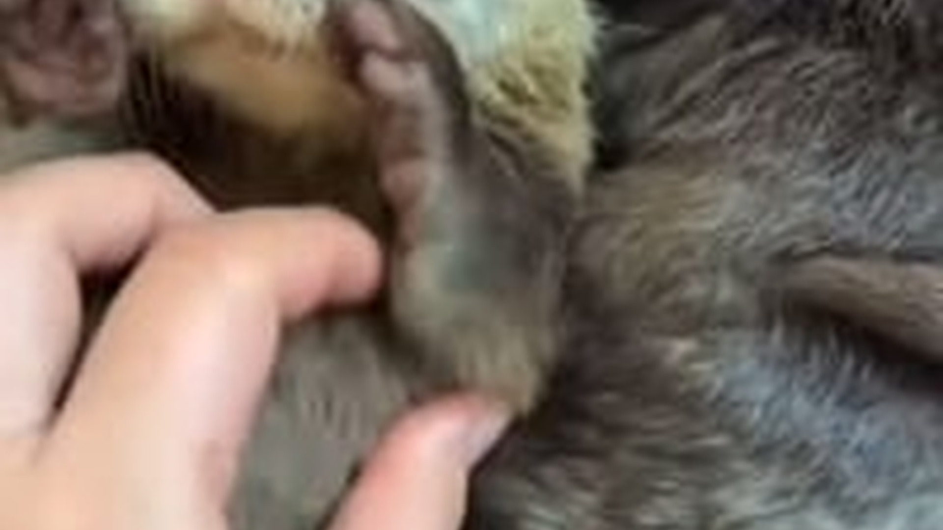 N2205028_My girlfriend found three lost otter babies brought them home #an_part2