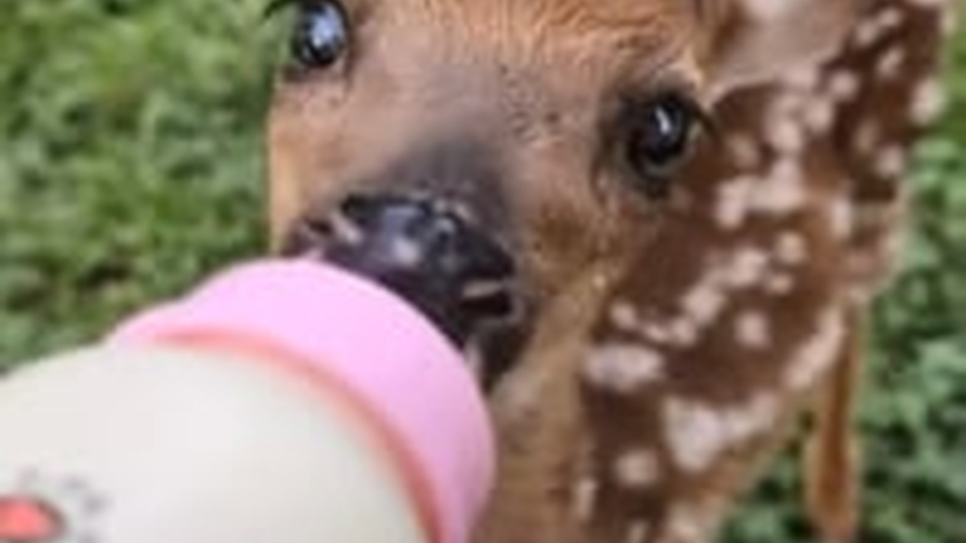 N2205029_I found a lost baby deer in park my cat adopted it #animals_part2