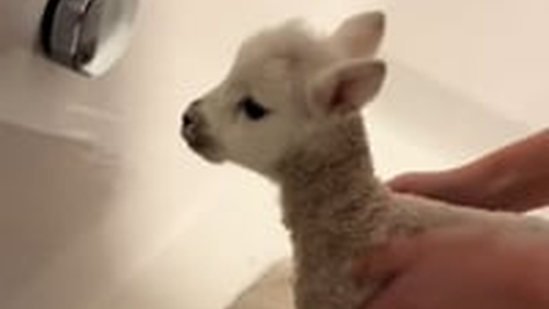 N2205033_My husband rescued a drowning lamb we adopted it #animals #rescue_part2