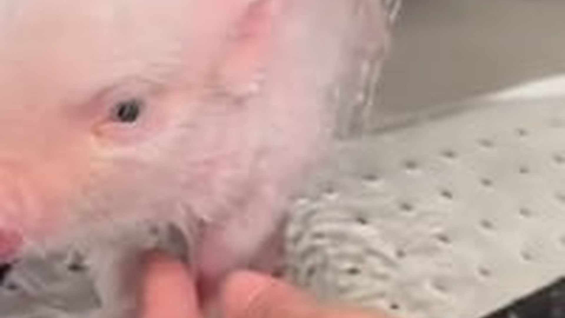 N2205034_Man adopted a newborn piglet was dropped by its mother on road #a_part2