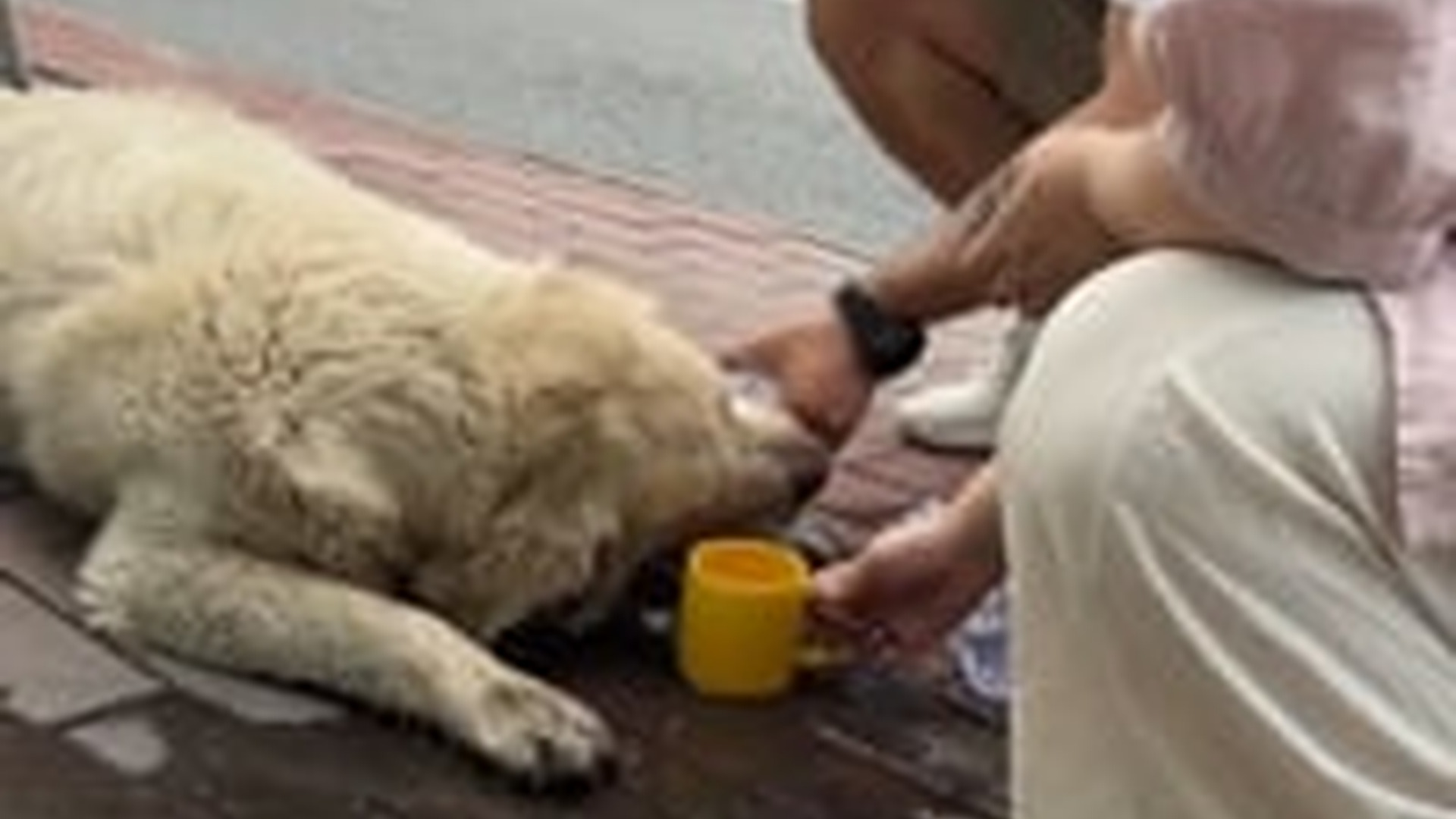 N2205075_Someone abandoned dog on road I brought it home #animals (1)_part2