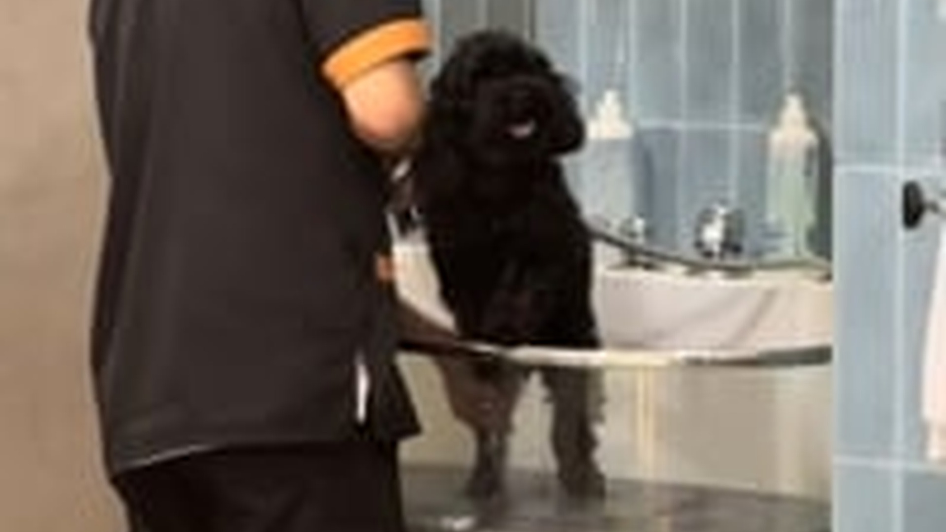 N2205076_Someone abandoned dog on road I brought it home #animals_part2