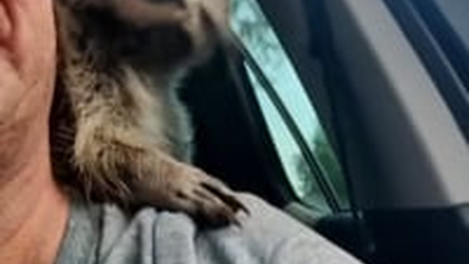 N2205077_Man rescued a raccoon stuck under trash can brought it home_part2