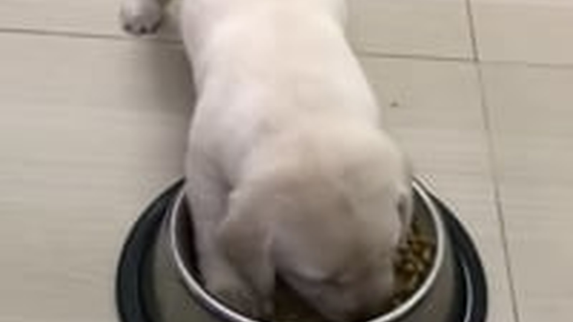 N2205093_puppy got lost its mother followed me home #animals #re_part2