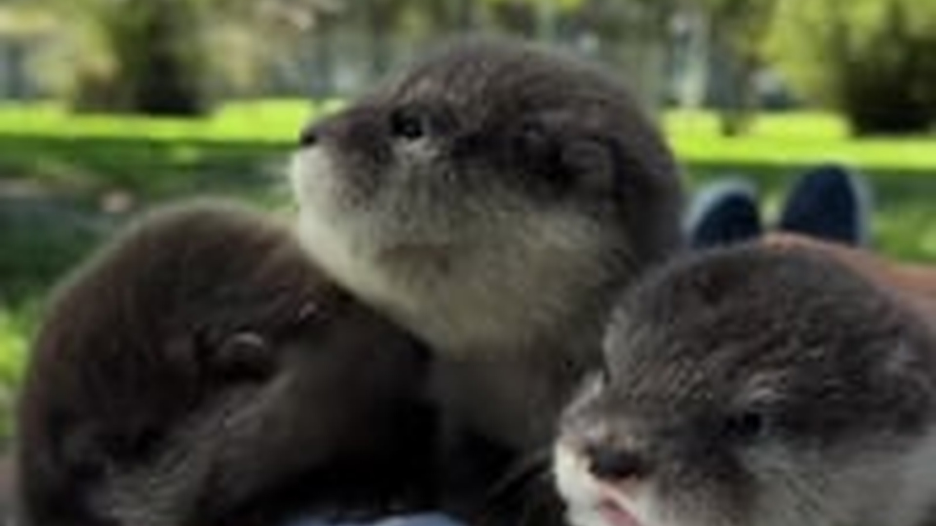 N2205095_family adopted three adorable baby otters #animals #rescueanimal_part2