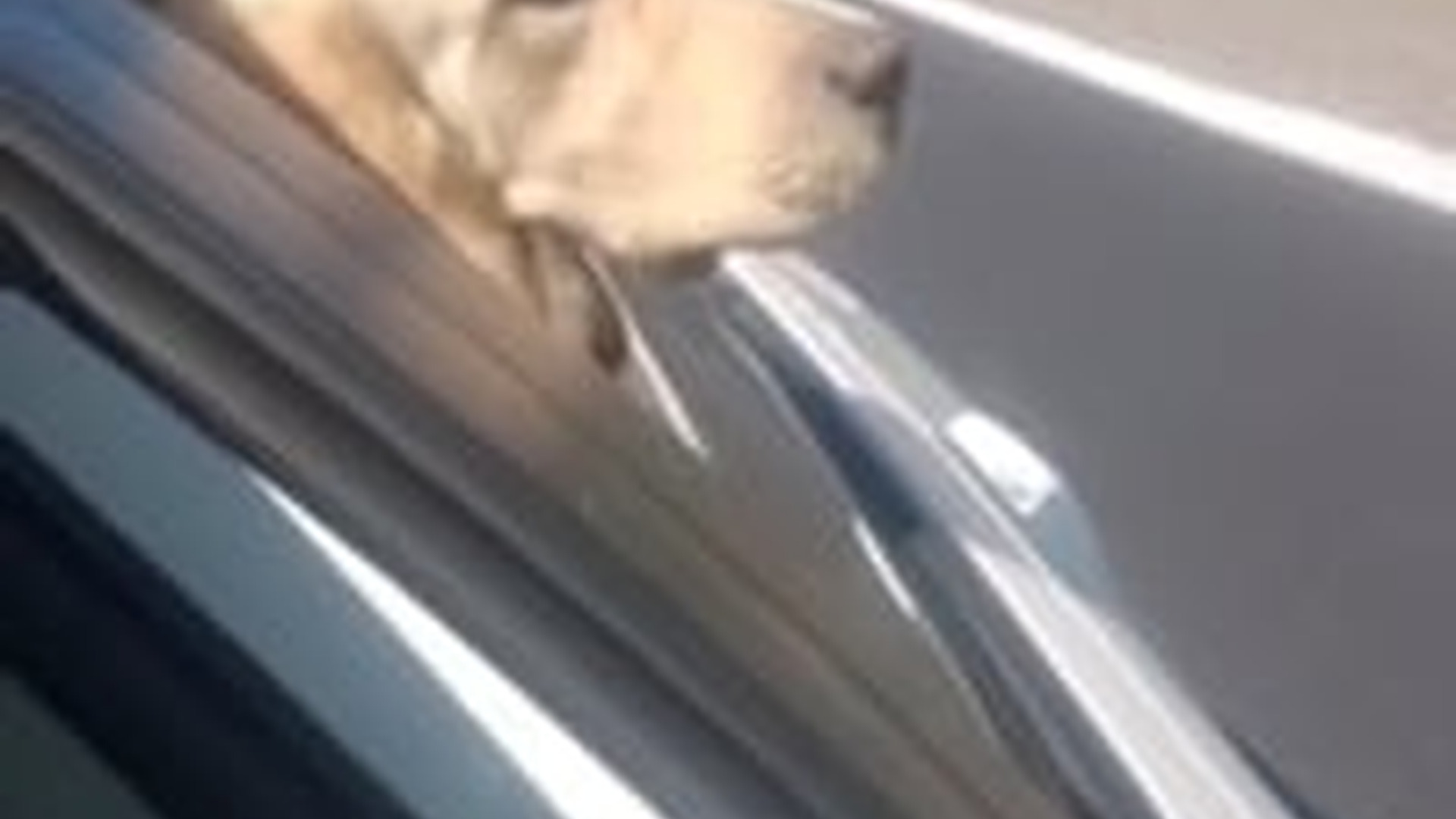N2205096_Man rescued a drowning dog brought it home #animals #rescueanimal_part2