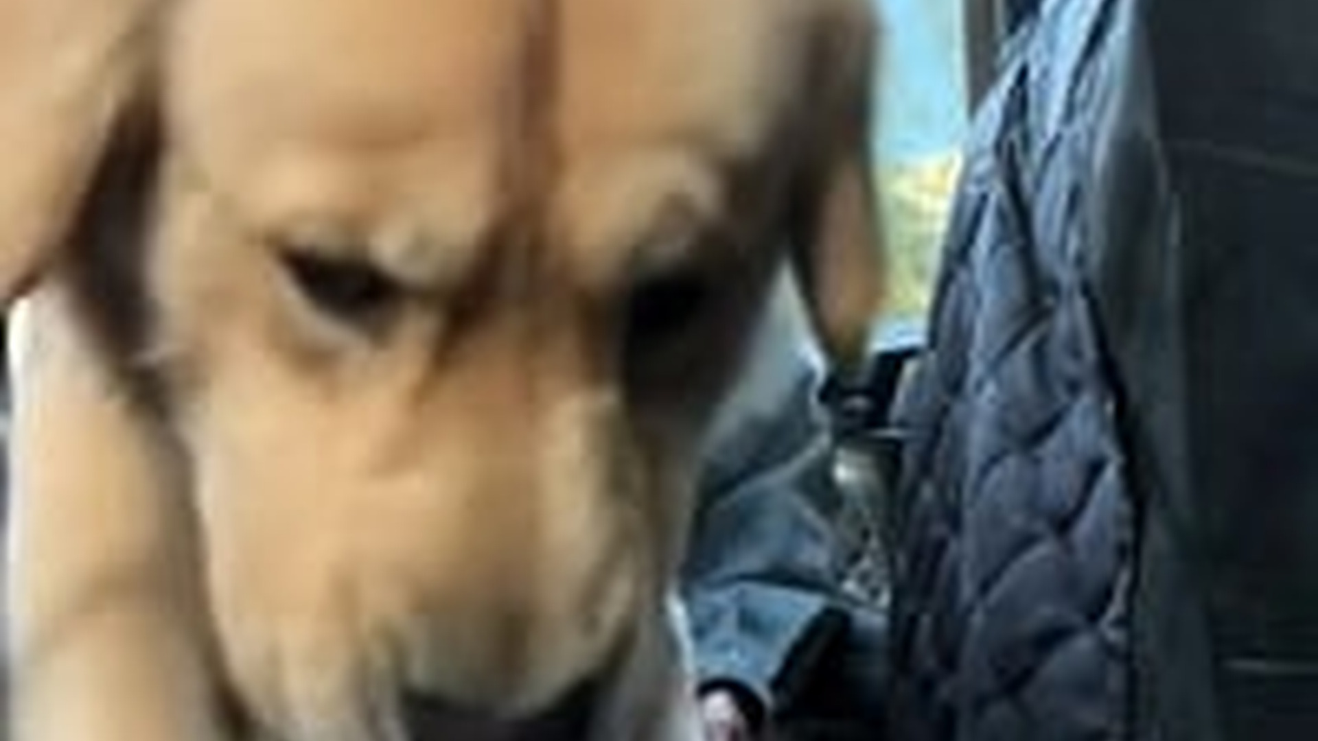 N2205097_Man found an abandoned dog on road brought it home #animals_part2