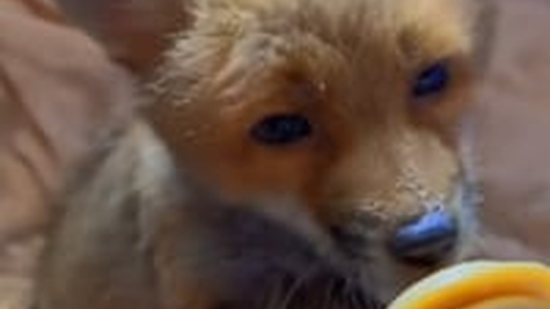 N2205098_My dog brought home a baby fox I adopted it #animals #rescueanima_part2