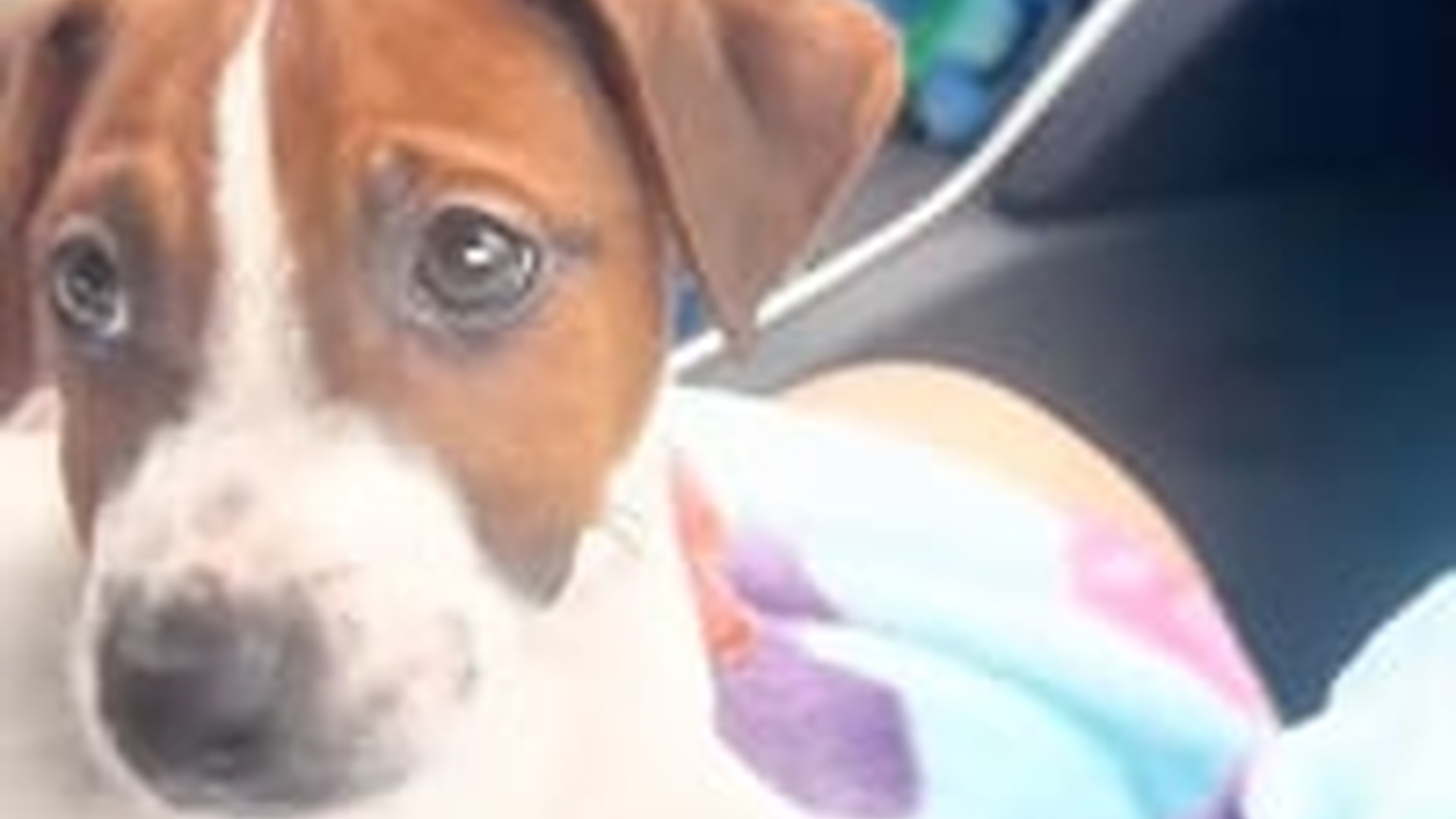 N2205099_woman found an abandoned puppy adopted it love #animals_part2