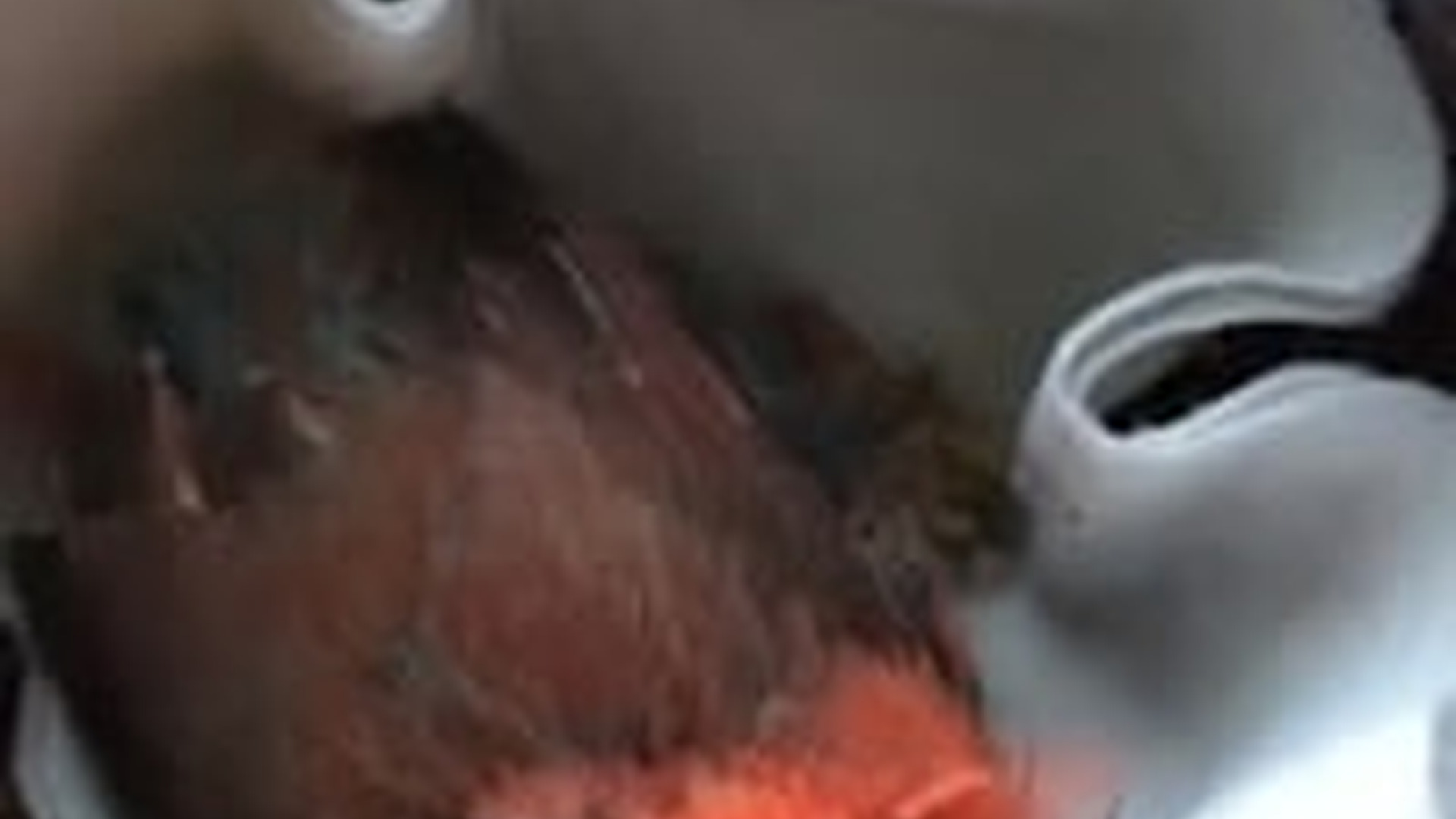 N2205100_Girl found a cardinal in middle of road brought it home_part2