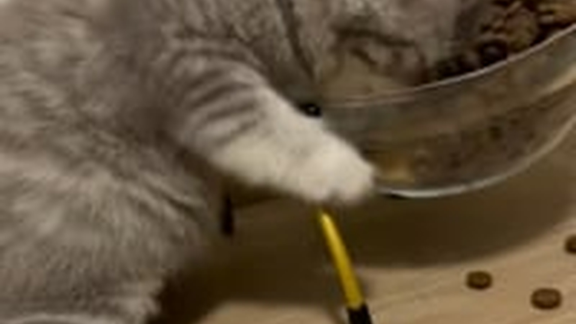 N2205101_Man found an abandoned kitten in his backyard adopted it #animals_part2