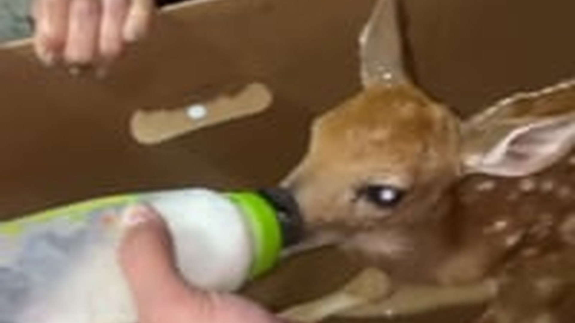 N2205103_Man rescued a drowning baby deer gave it a warm home #animals #re_part2