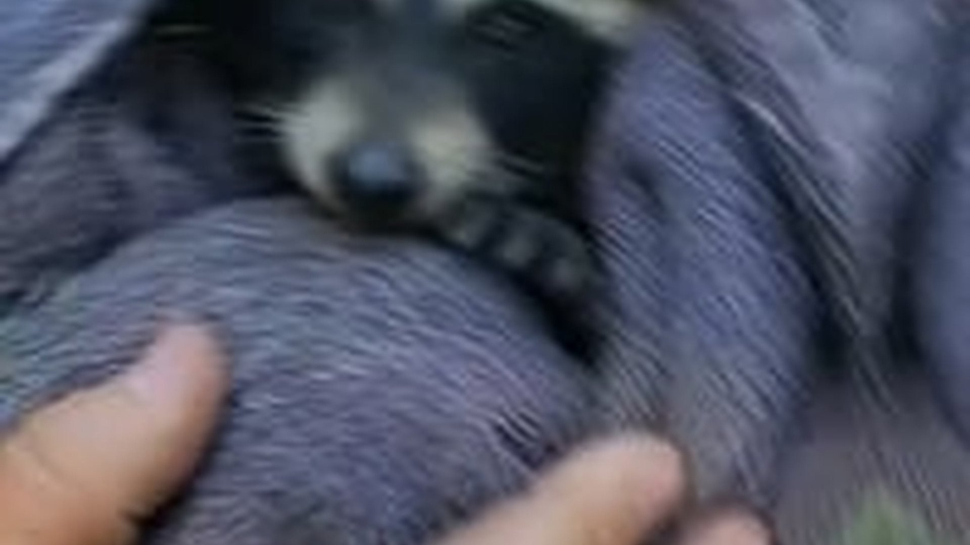 N2205107_Girl received a surprise gift when she came home then #animals #r_part2