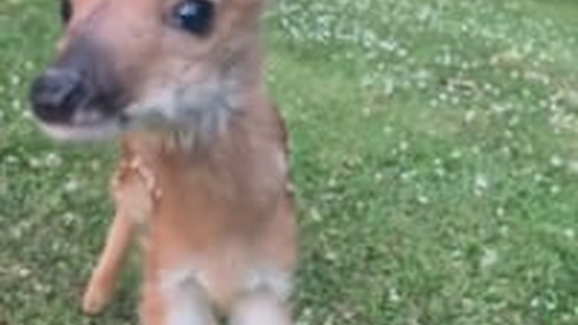 N2205109_My dog found a lost baby deer we adopted it love #animals #r_part2