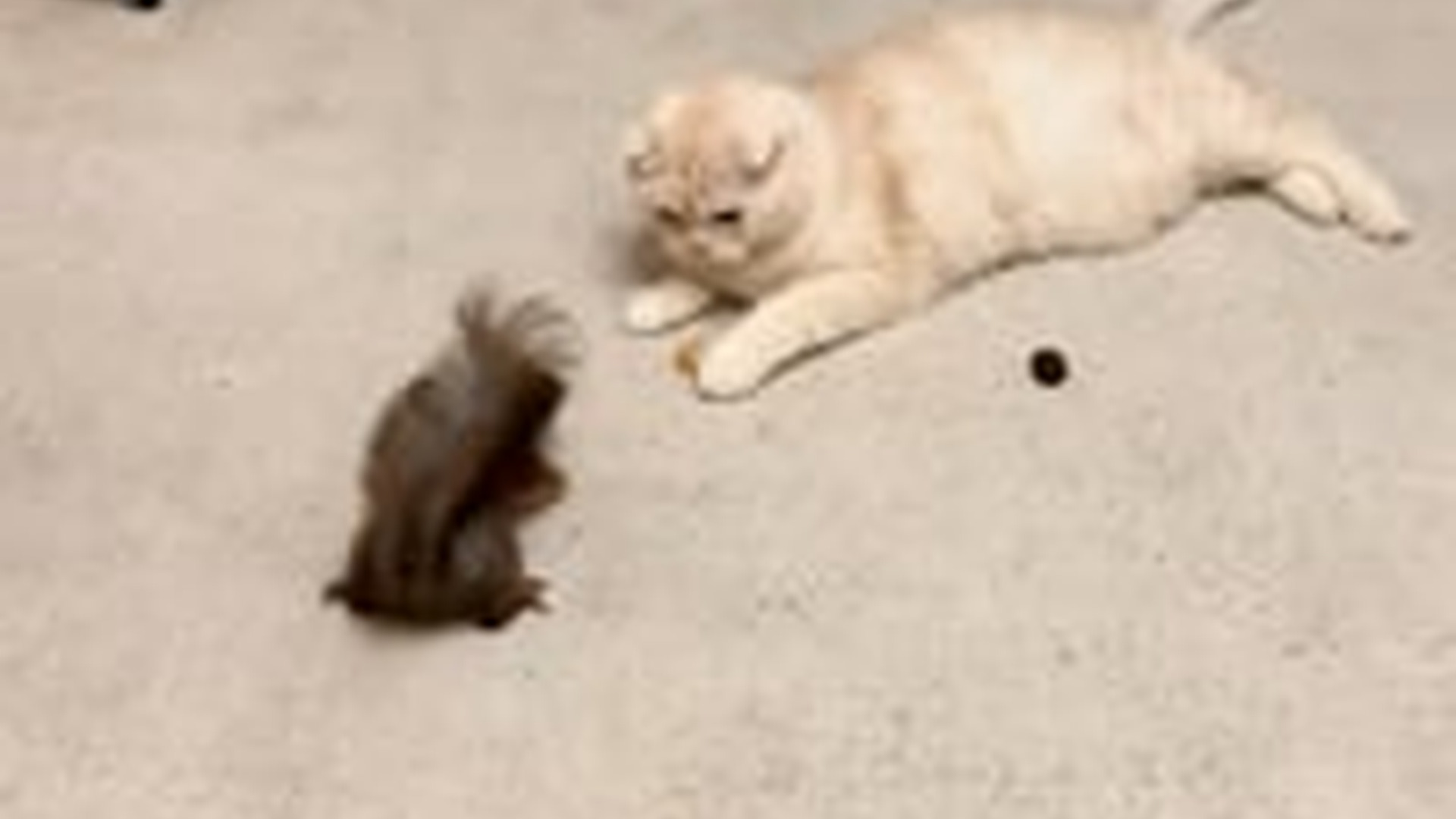 N2205111_I met squirrel at park he chosen me as his dad #animals_part2