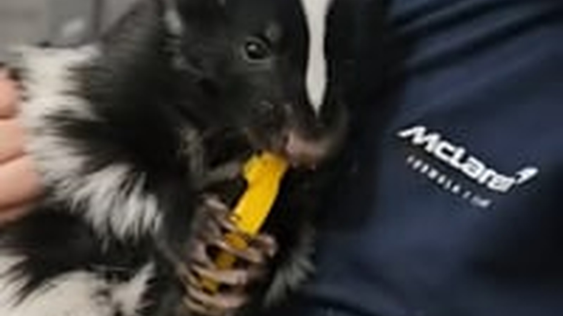 N2205112_woman helped a poor skunk happy ending #animals #rescueanima_part2