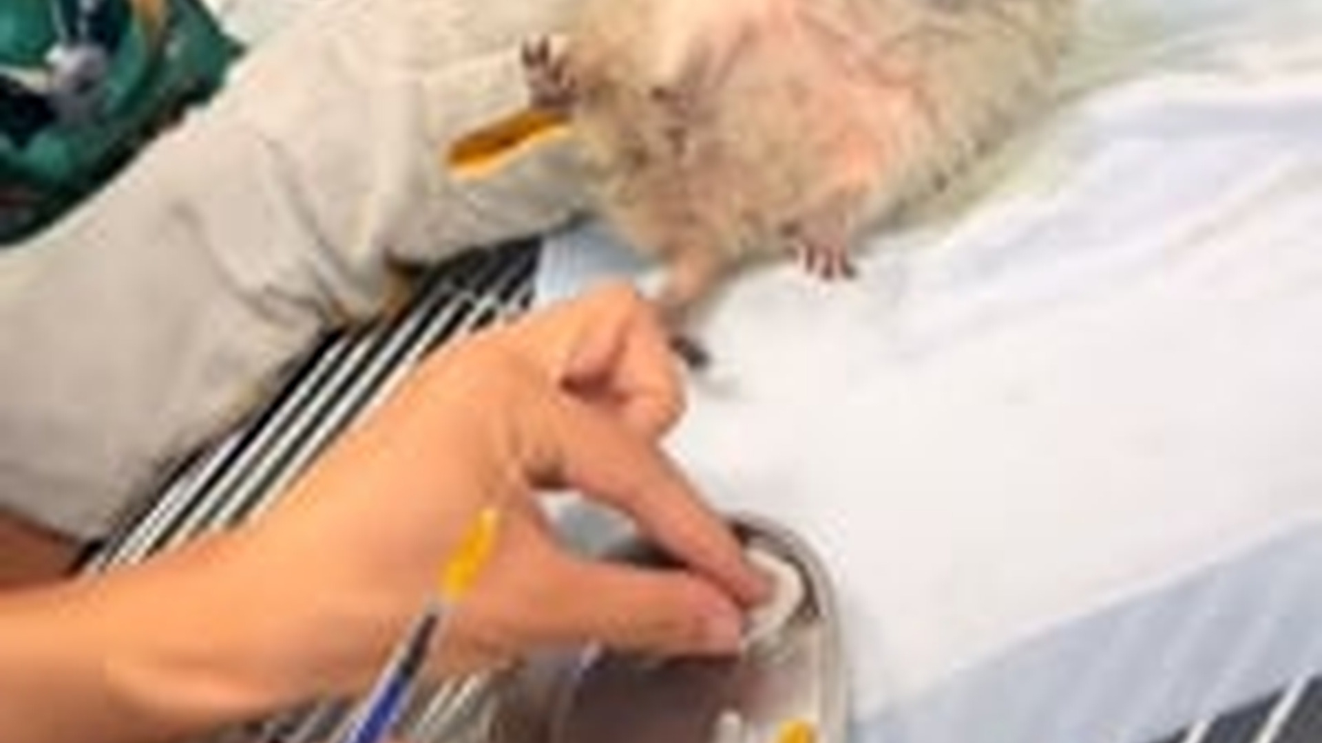 N2205141_Girl rescued a weak hedgehog in her garden adopted it #animals #r_part2