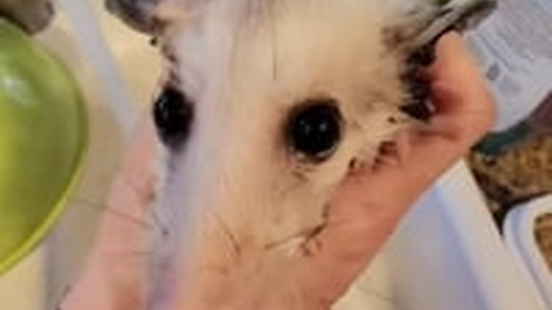 N2205143_Man rescued a baby opossum stuck in tree #animals #rescueanimals #ani_part2