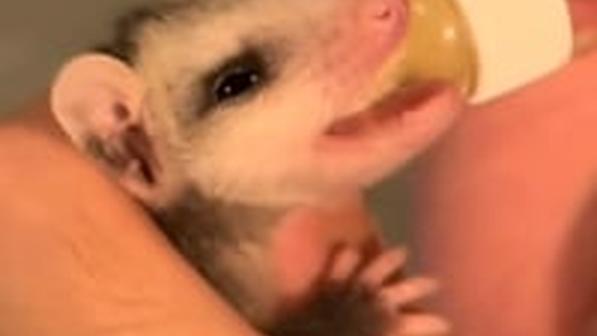 N2205145_family adopted a baby opossum lost its mother #animals #rescuean_part2