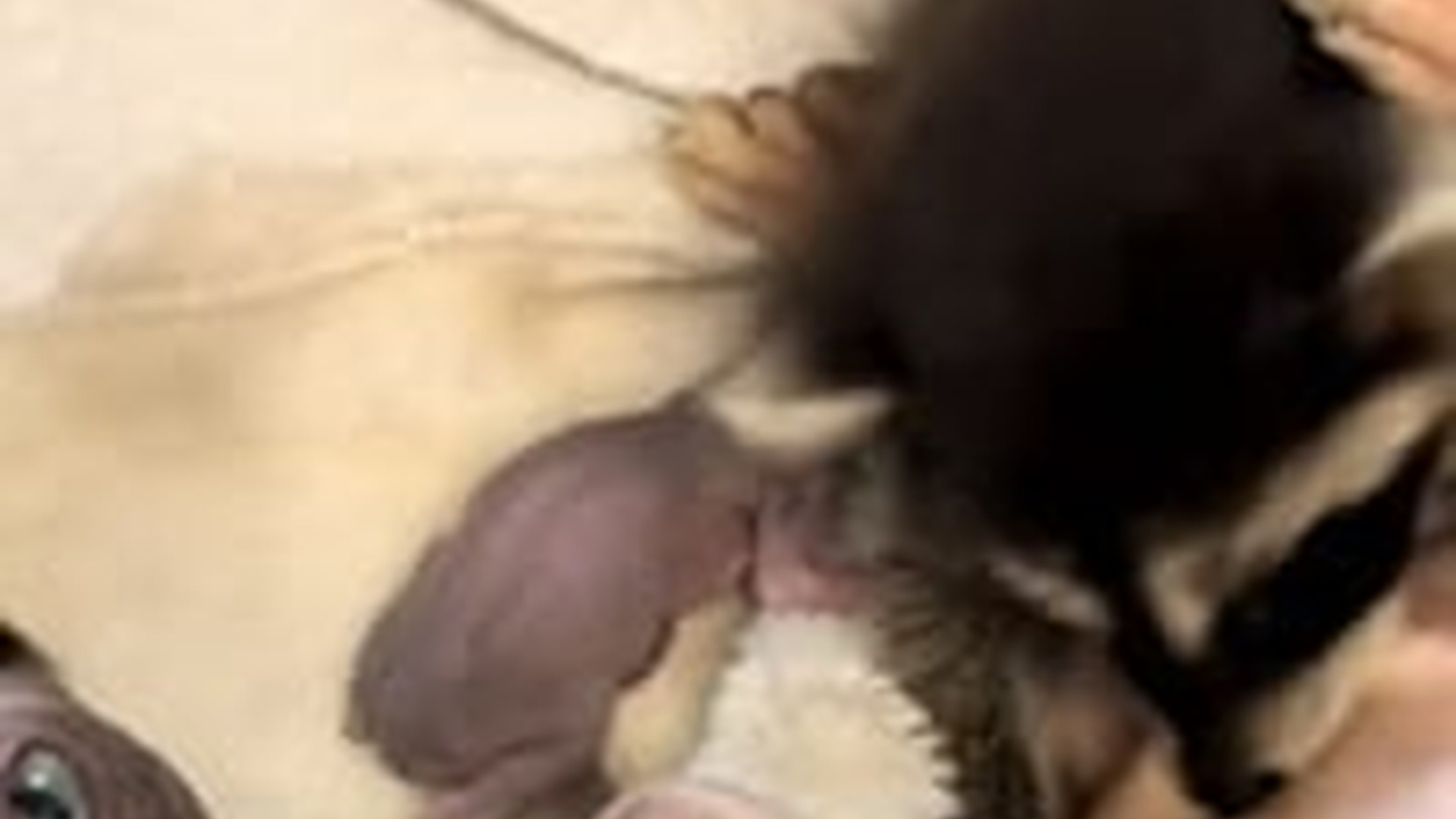 N2205146_Man found a lost baby raccoon brought it home #animals #rescueani_part2