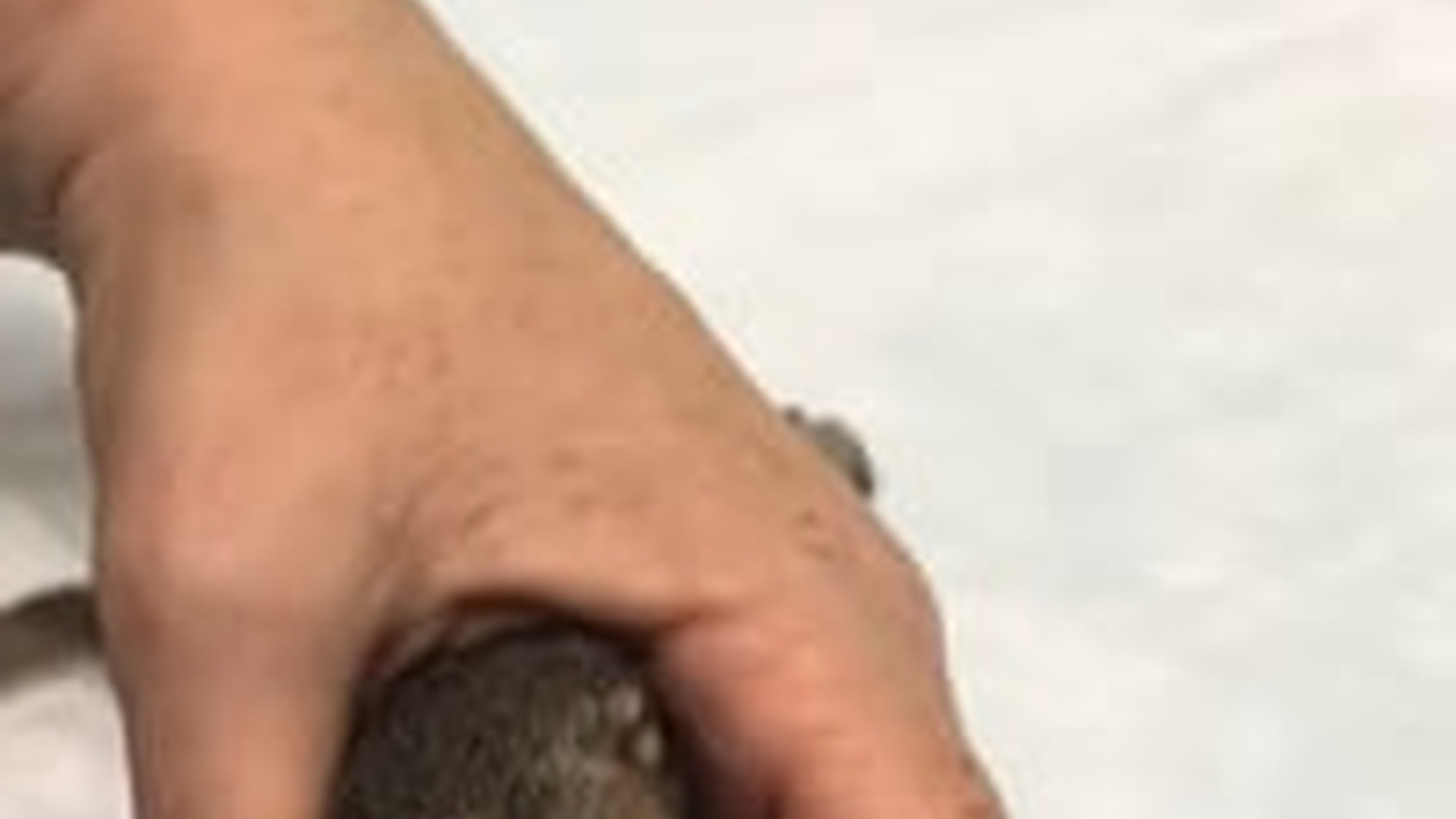 N2205148_woman found a lost baby squirrel adopted it #animals #rescue_part2