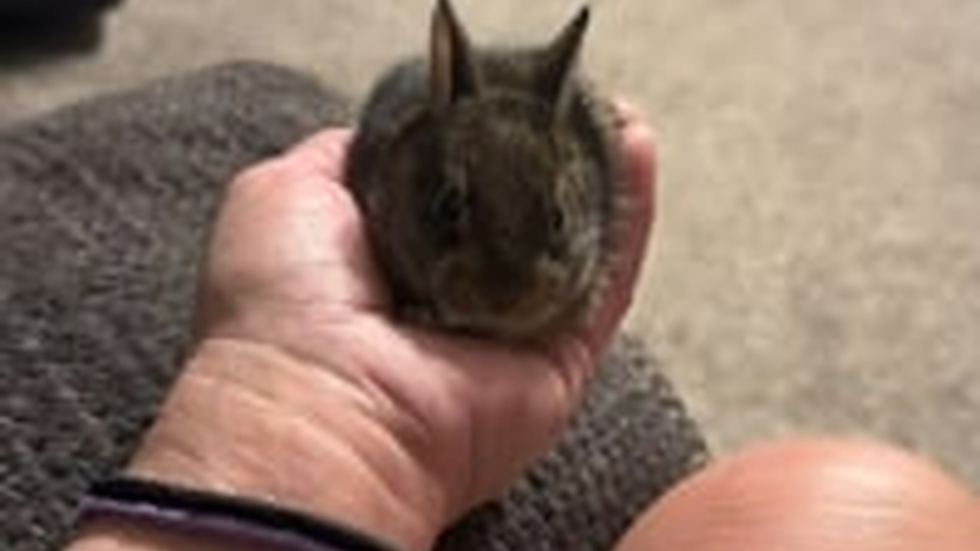 N2205149_I rescued a baby rabbit my cat adopted it #animals #rescuean_part2